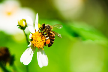 Close up of bee pollinates on yellow beautiful flower (asteraceae) pollen on green nature blurred background