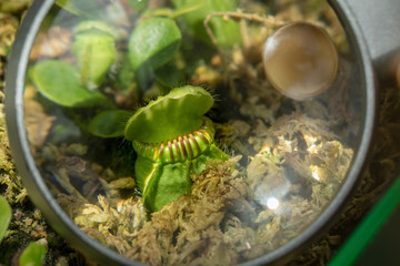 Discover excotic plants