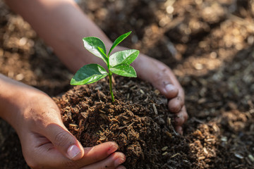 seedlings on fertile soil.Natural care concepts and world preservation, global warming reduction. World Environment Day.