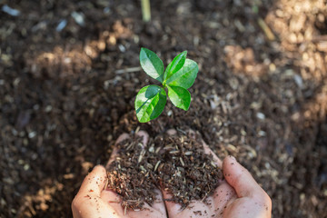 Hands of farmer  nurturing tree growing on fertile soil,  Maintenance of growing seedlings,  Hands protect trees,   plant trees to reduce global warming, Forest conservation, World Environment Day.