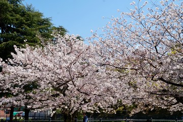 サクラ