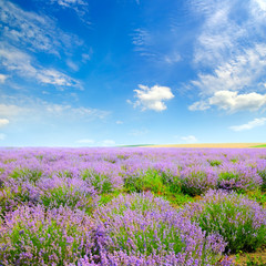 Blooming lavender in a field on a background of blue sky