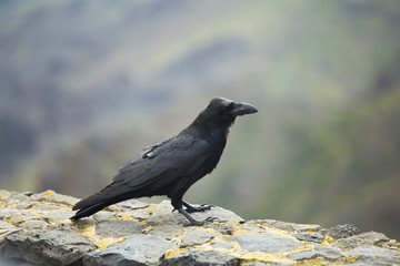 crow