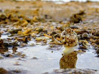 Snail in water