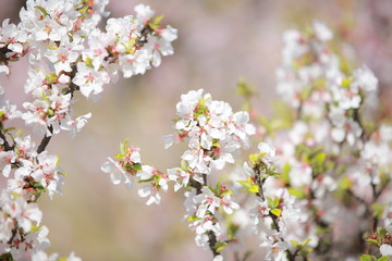 cherry blossom in spring