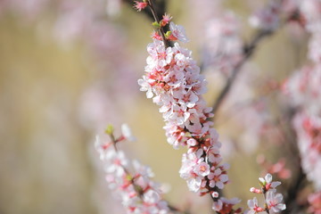 cherry blossom in spring