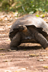 Galapagos Giant Tortoise walking slowly on Galapagos Islands. Animals, nature and wildlife close up of tortoise in the highlands of Galapagos, Ecuador, South America.