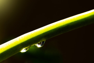 Raindrop or water droplet at green plant leaf with dark background. Copy space for text and content.