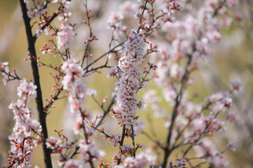 cherry blossom in spring