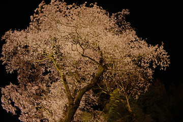 夜桜