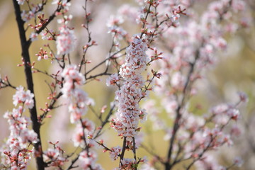Obraz premium cherry blossom in spring