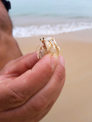 Nice small crab