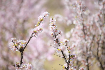 cherry blossom in spring