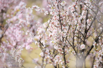 cherry blossom in spring