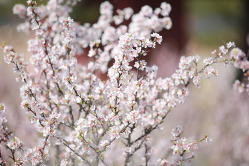 cherry blossom in spring