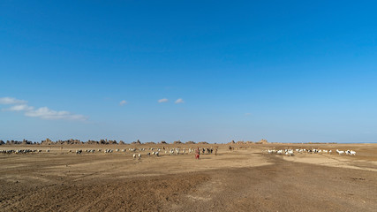 Fototapeta na wymiar Nomadic herders in Lake Abbe of Djibouti