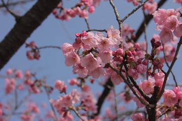 ume