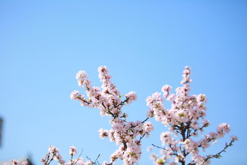 cherry blossom in spring