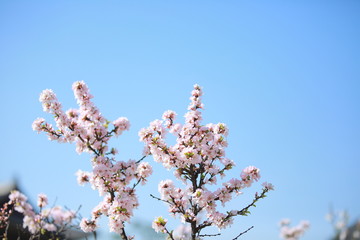 cherry blossom in spring