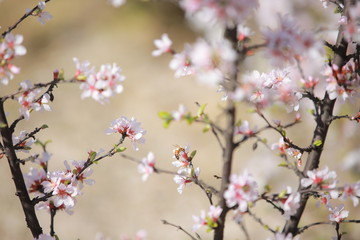 cherry blossom in spring