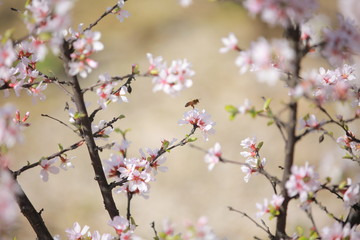 Obraz premium cherry blossom in spring