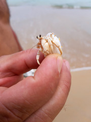 Nice small crab with big eyes
