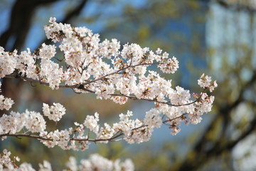 cherry blossom in spring