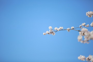 cherry blossom in spring