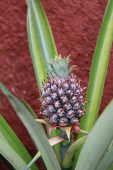 Fototapeta premium piña en maceta