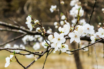 spring white wild cherry flowers in the forest closeup