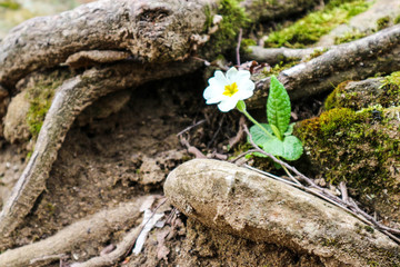 First spring yellow flower primrose in the tree roots