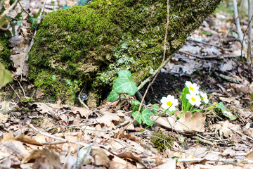 Beautiful first spring flower of primrose near the old tree with moss on old foliage closeup