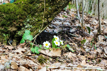 Beautiful first spring flower of primrose near the old tree with moss on old foliage closeup