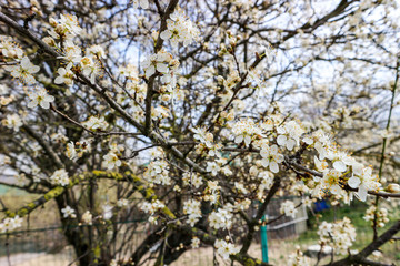 Obraz premium blooming wild cherry tree in spring