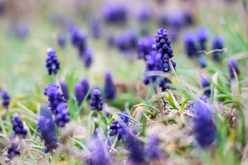 Blue bright Muscari flowers closeup in spring forest