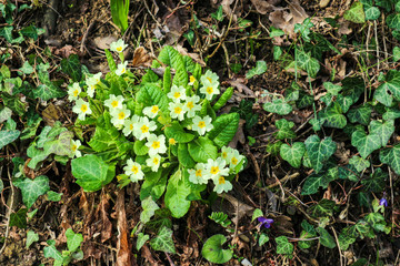Wild yellow primrose (primula) surrounded by grass in the spring forest