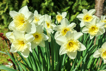 Several yellow daffodils in the garden closeup