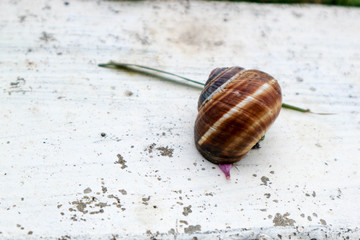 Snail shell and the blade of grass closeup