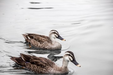 duck in water