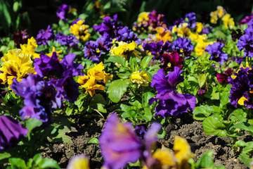 Bright colorful pansies on the flowerbed in spring sunny day