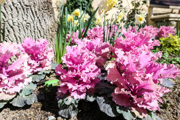 ornamental cabbage and daffodils flowers in the garden