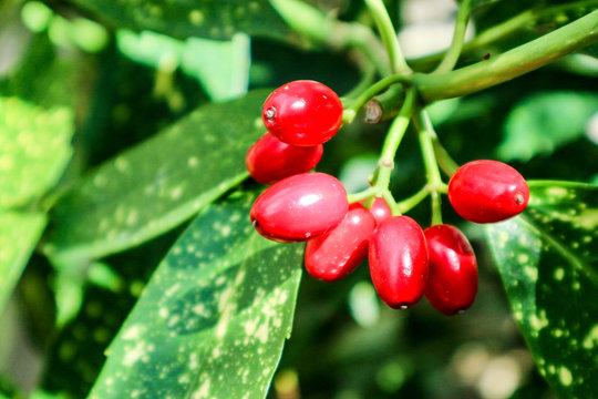 Red berries of Aucuba japonica (japanese aucuba) closeup