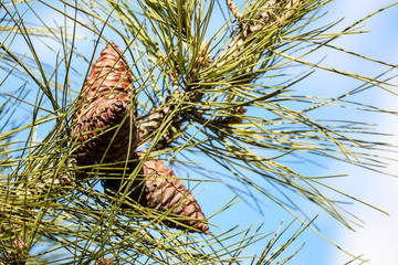 Fresh pine cone on tree closeup