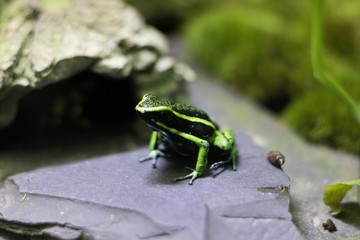 frog on leaf