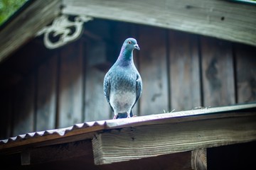 pigeon on the roof