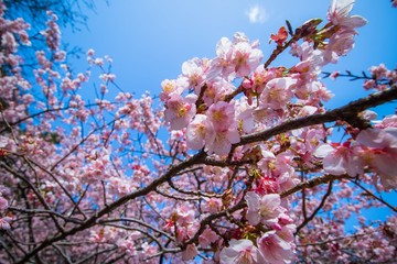 cherry blossom