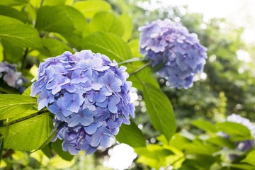 blue flowers in the garden