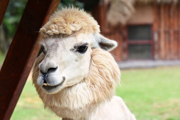 Alpaca in the farm