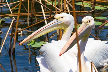 pelicans on the beach