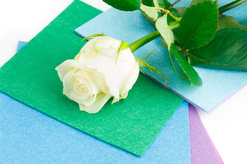 White rose on the different colour background